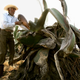 Extracting the sap, which can take almost an entire decade to mature, from the agave cactus plant.